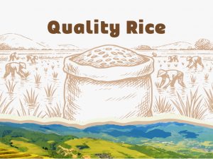Rice
